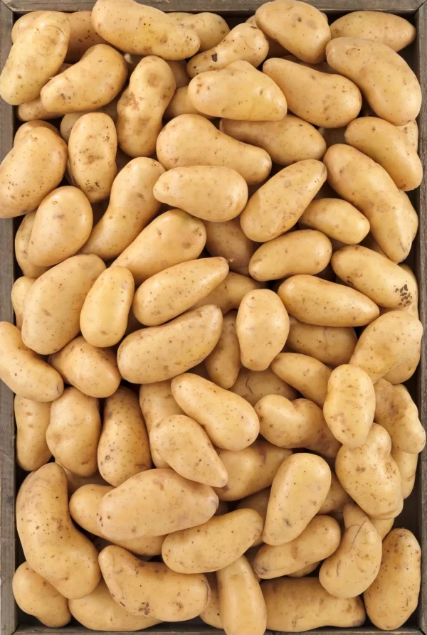 La Pomme de terre BIO