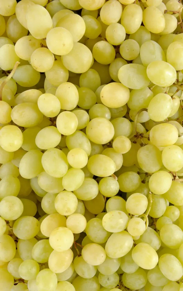 Le Raisin blanc BIO