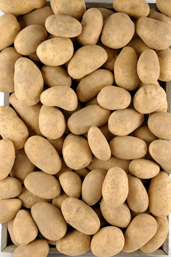La Pomme de terre BIO